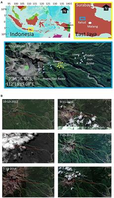 Natural Regeneration After Volcanic Eruptions: Resilience of the Non-legume Nitrogen-Fixing Tree Parasponia rigida